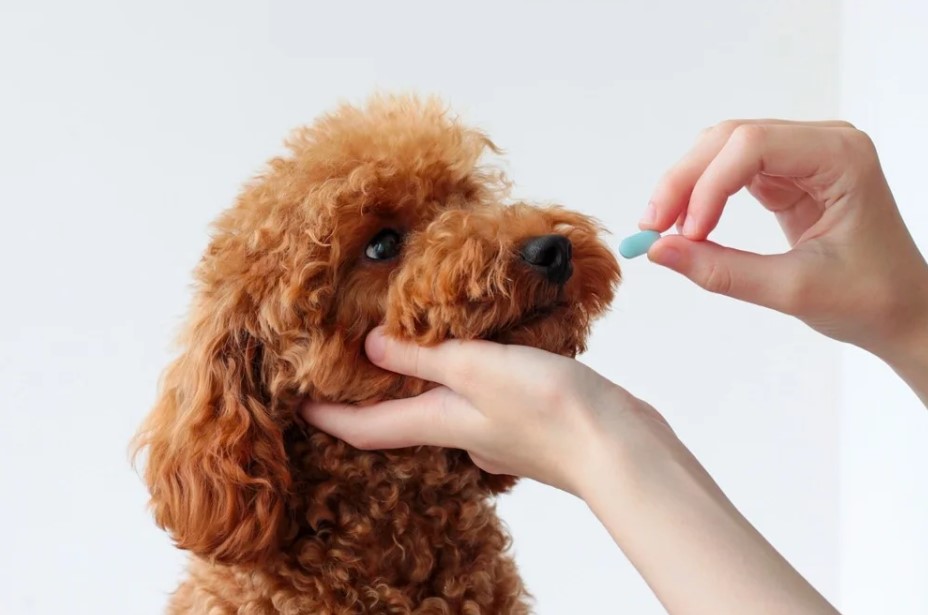 Exploring Veterinary Pharmacy: Bridging the Gap Between Medicine and Animal Care